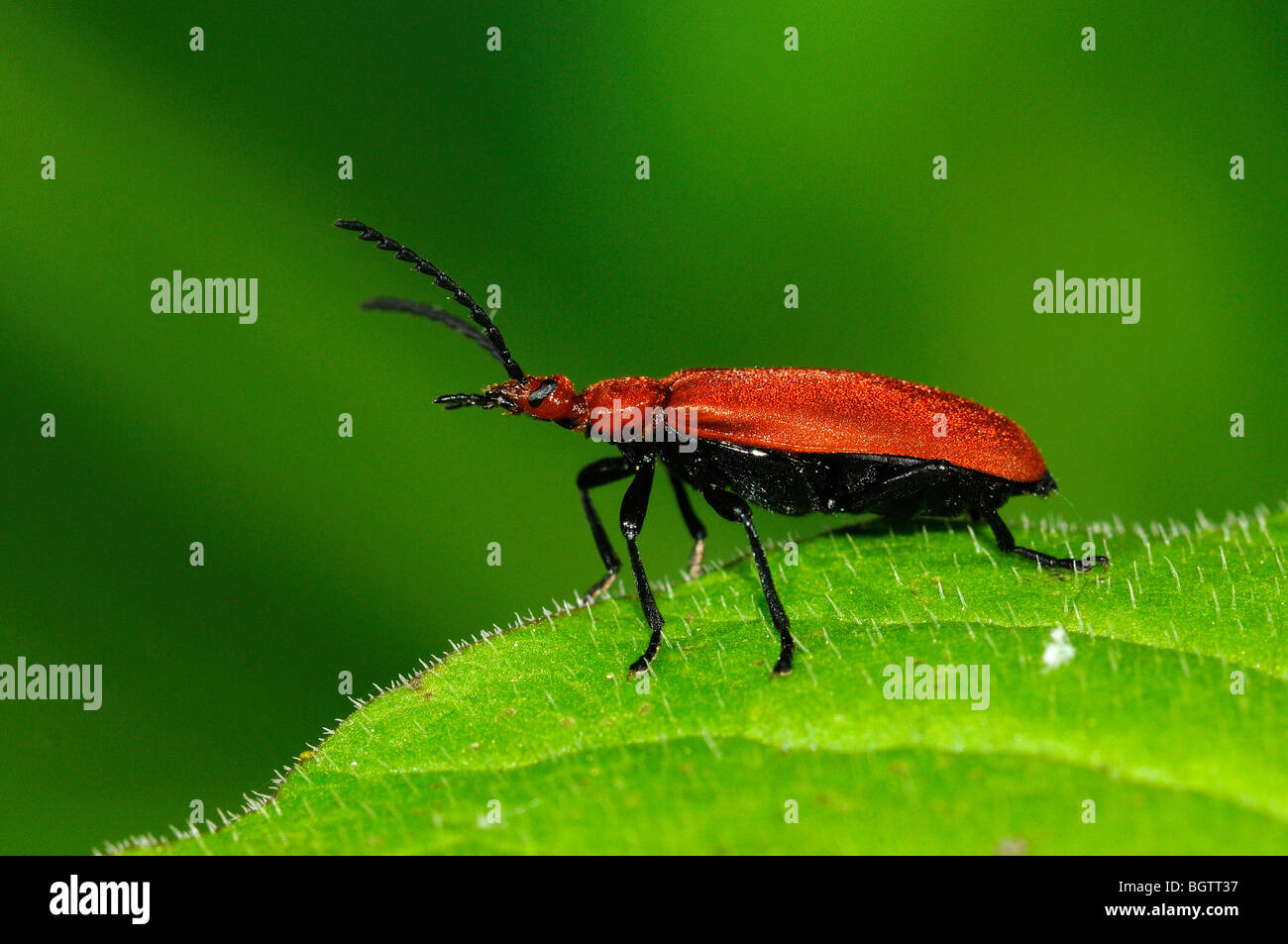 Cardinal beetle hi-res stock photography and images - Alamy