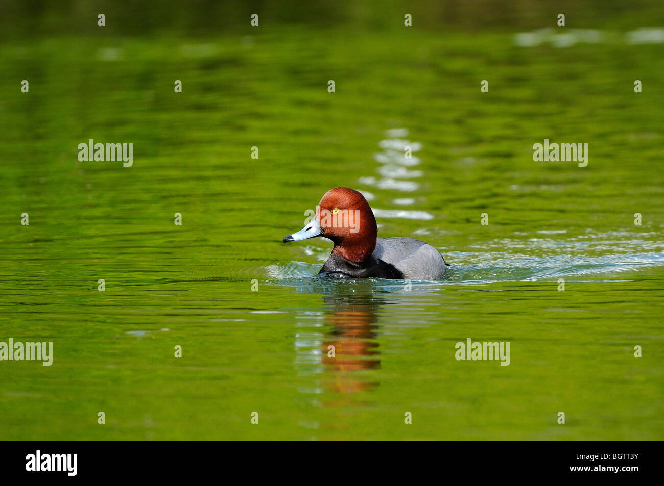Redhead Duck (Aythya americana) swimming in green water, Slimbridge, UK. Stock Photo