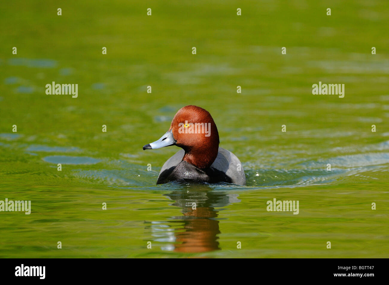 Redhead Duck (Aythya americana) swimming in green water, Slimbridge, UK. Stock Photo