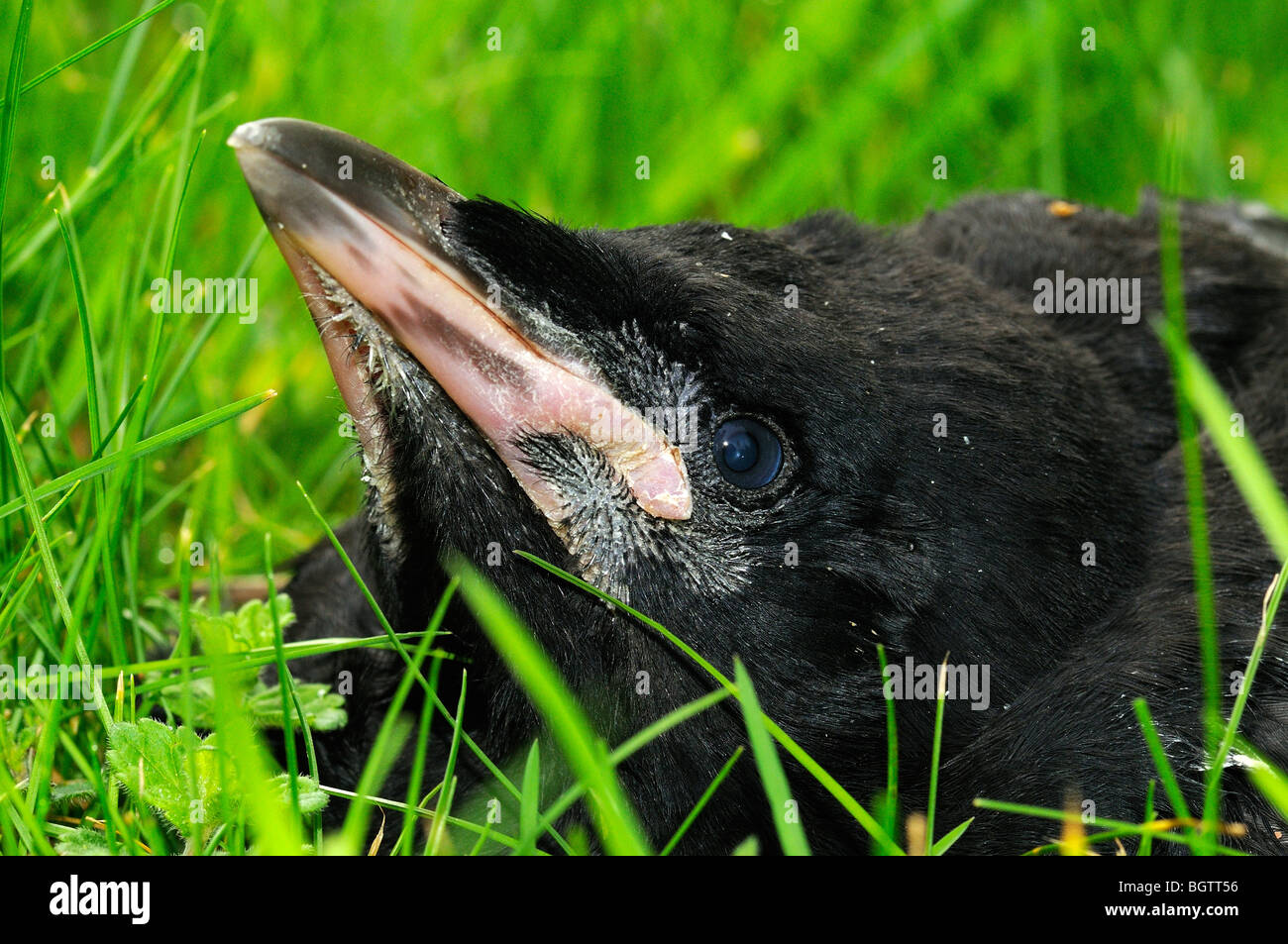 Rook (Corvus frugilegus) chick on ground, just left nest, close-up ...