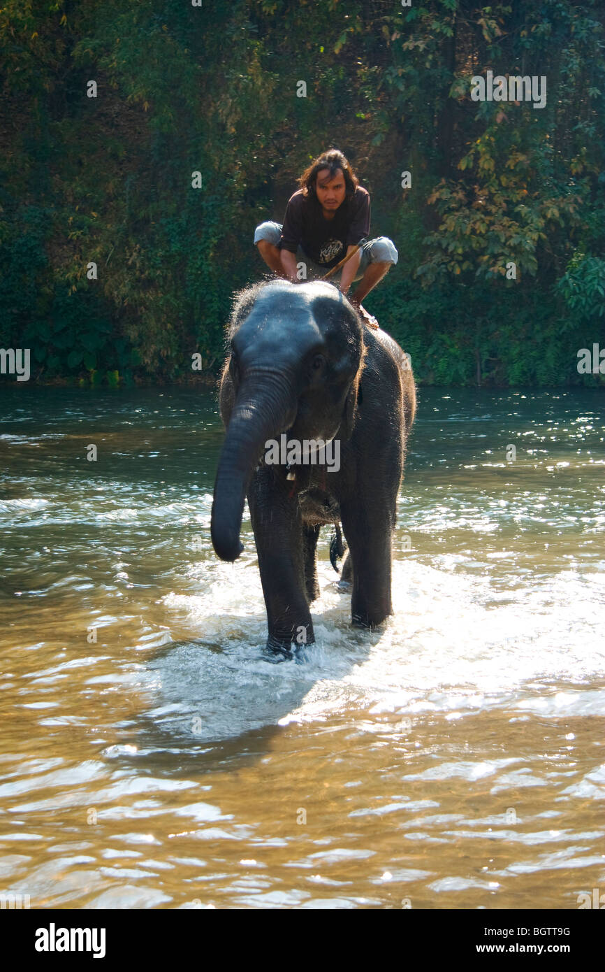 Elephant camp, Baby elephant Stock Photo - Alamy