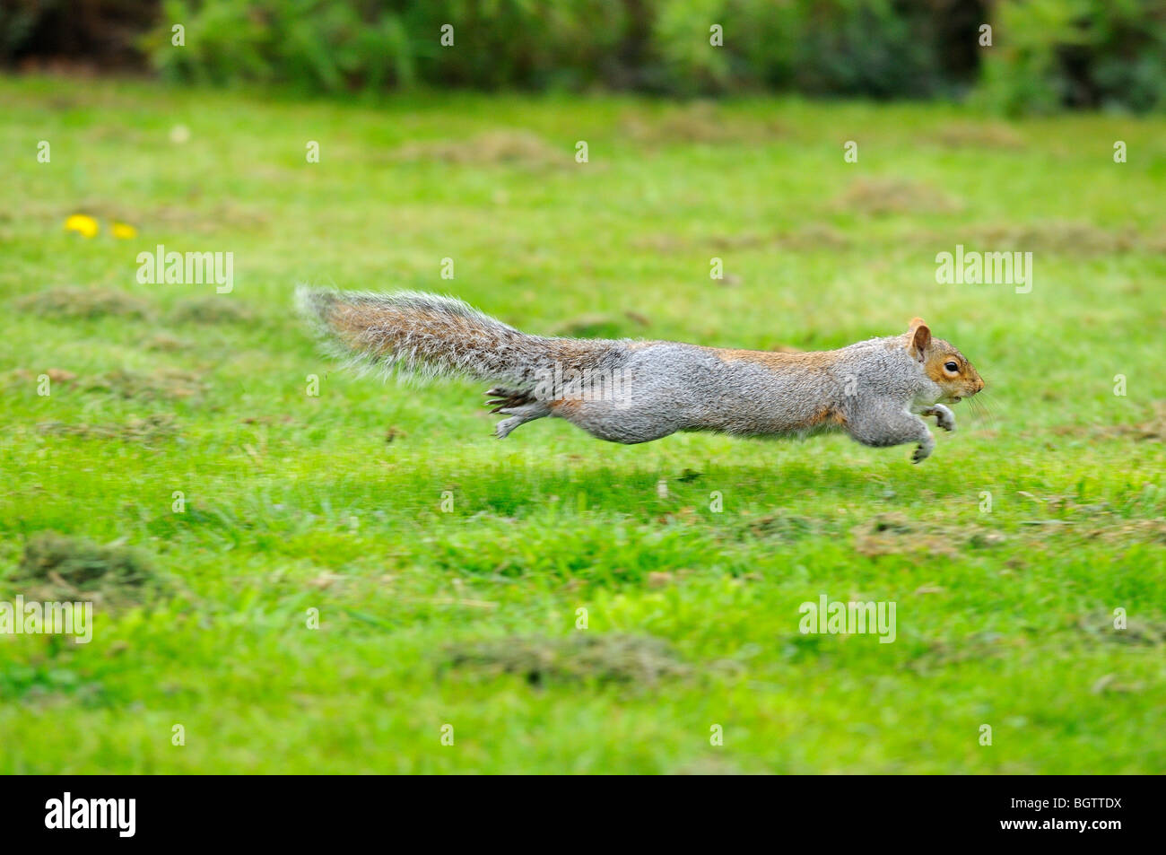 Eastern Grey Squirrel (Sciurus carolinensis) in mid-air, running across grass, Oxfordshire, UK. Stock Photo