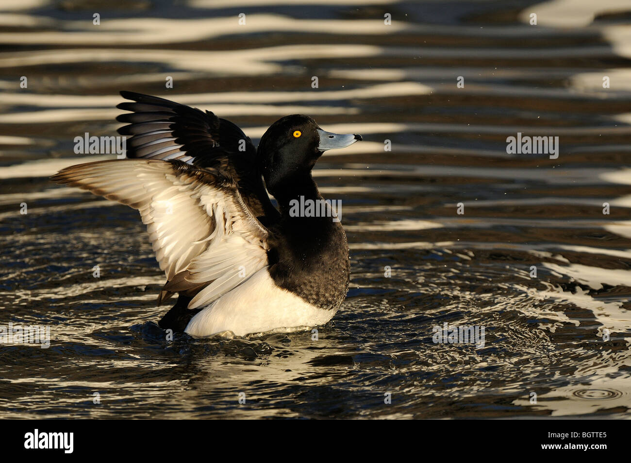 Male Tufted Duck (Aythya fuligula) on water, stretching wings, Slimbridge, UK. Stock Photo