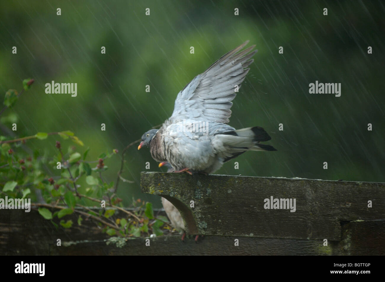 Woodpigeon (Columba palumbus) bird stretching its wing during rain to wash, Oxfordshire, UK. Stock Photo