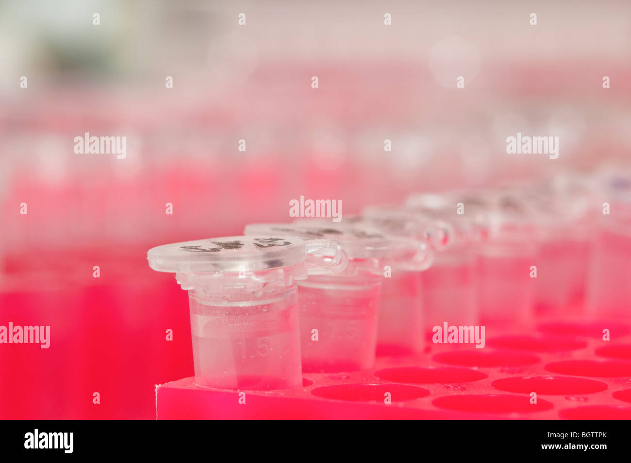 Microbiology laboratory cell cultures in hires stock photography and