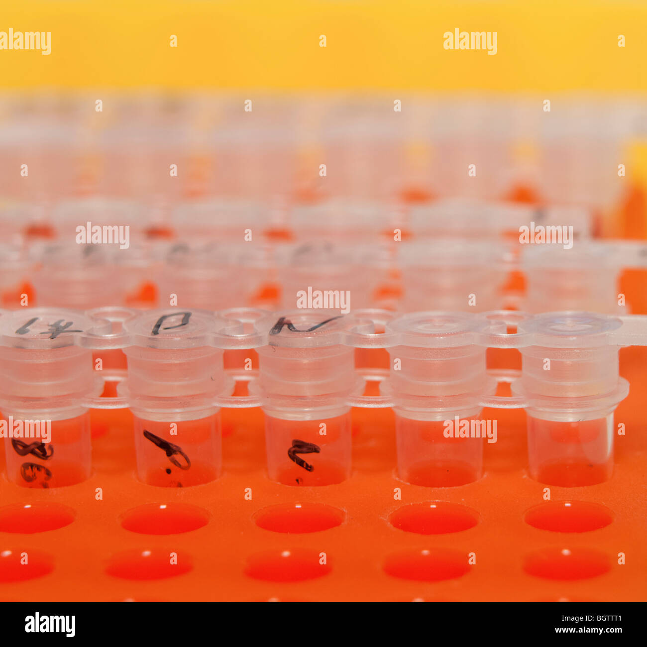 Microbiology Laboratory Cell cultures in multiwell trays Stock Photo