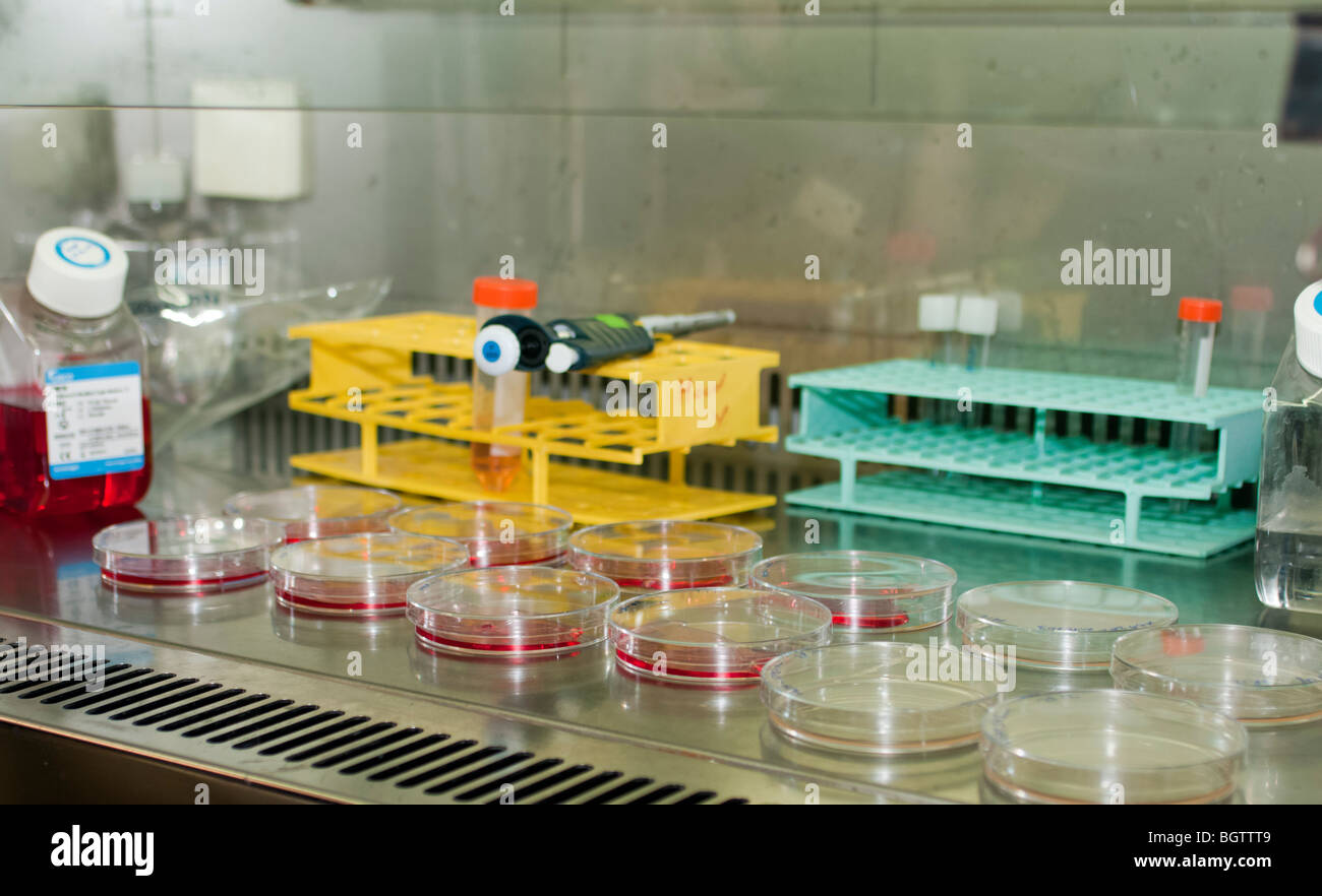 Microbiology Laboratory Cell cultures. petri dishes containing cell cultures under a biological hood Stock Photo
