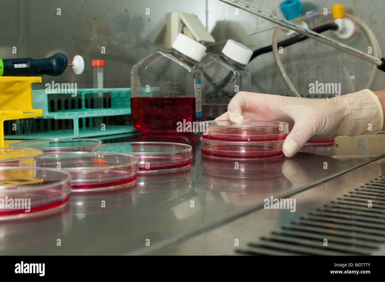 Microbiology Laboratory Cell cultures. Gloved hand holding a pipette over petri dishes containing cell cultures. Stock Photo