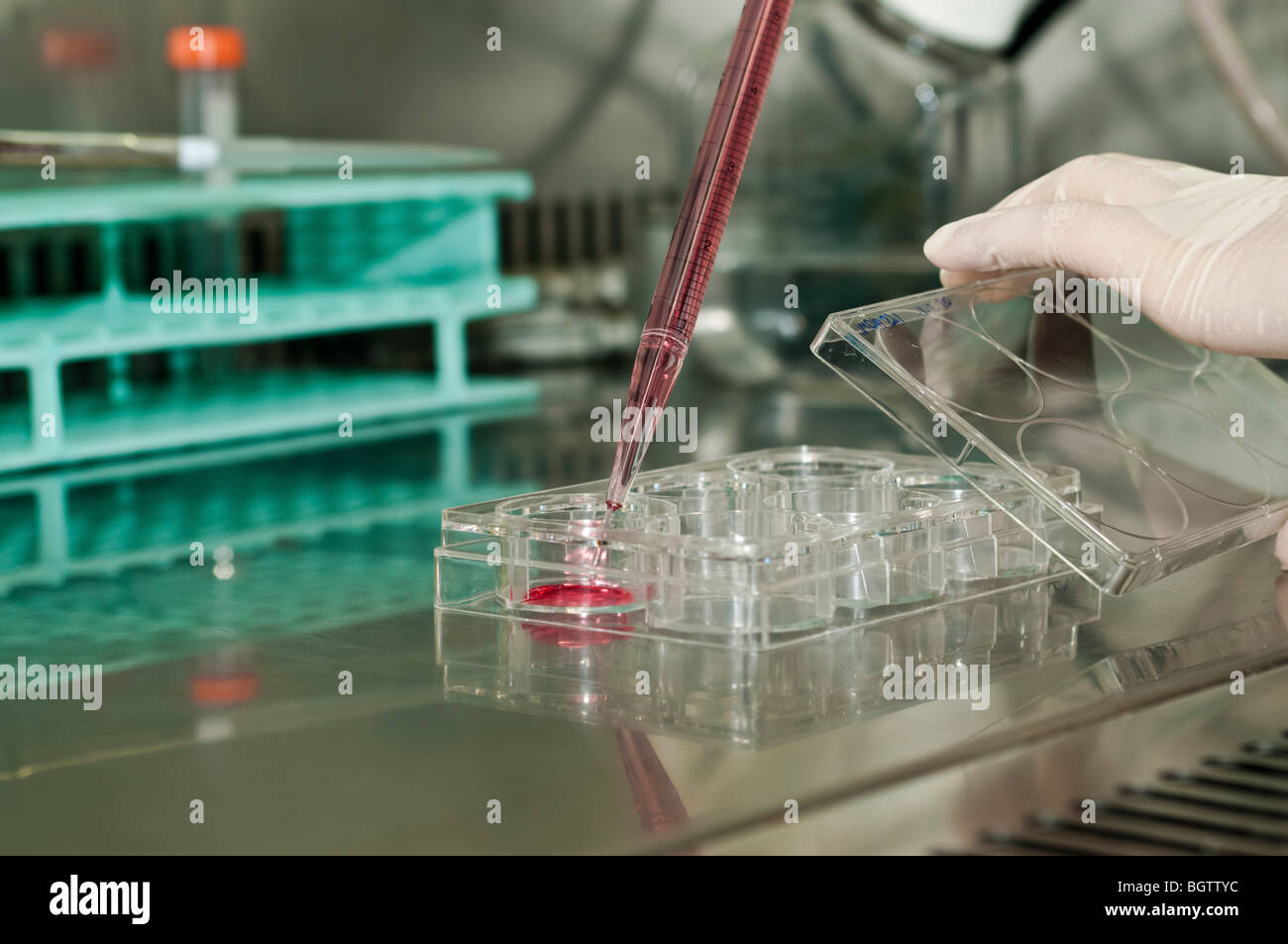 Microbiology Laboratory Cell cultures in multi-well trays under a biological hood Stock Photo