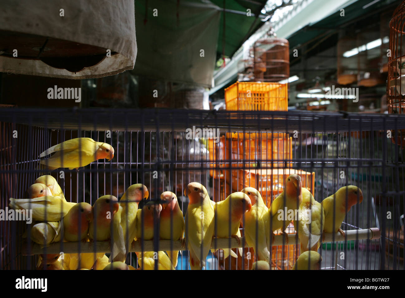 canaries bird market hong kong Stock Photo Alamy