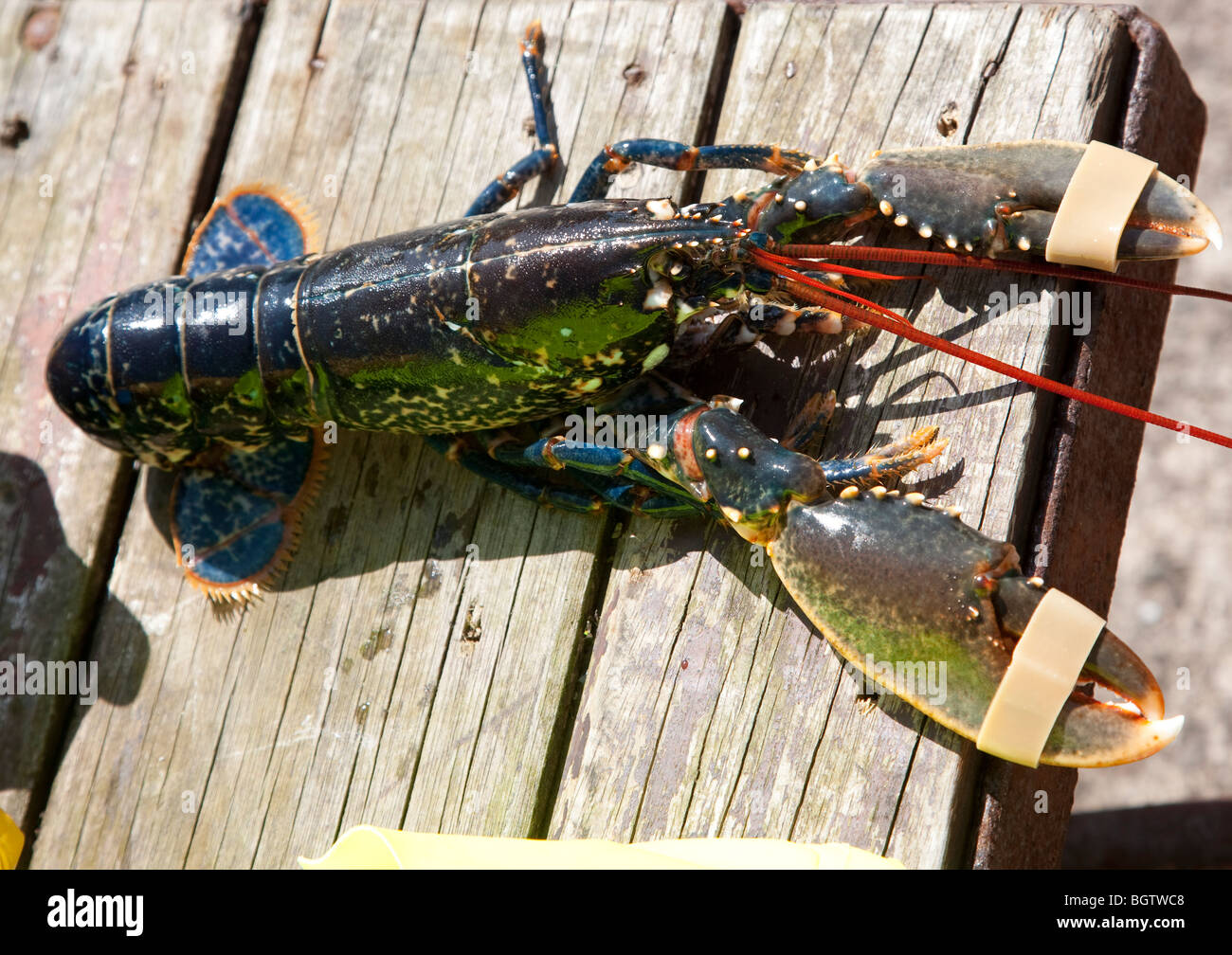 Lobster with claws in restraints, Burnmouth, Scottish Borders, Scotland