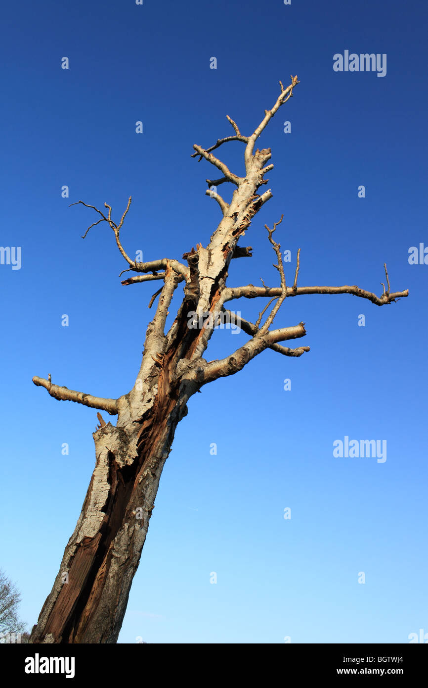 Dead tree stands defiantly against blue sky in Richmond Park, London, England, Great Britain, United Kingdom, UK, Europe Stock Photo