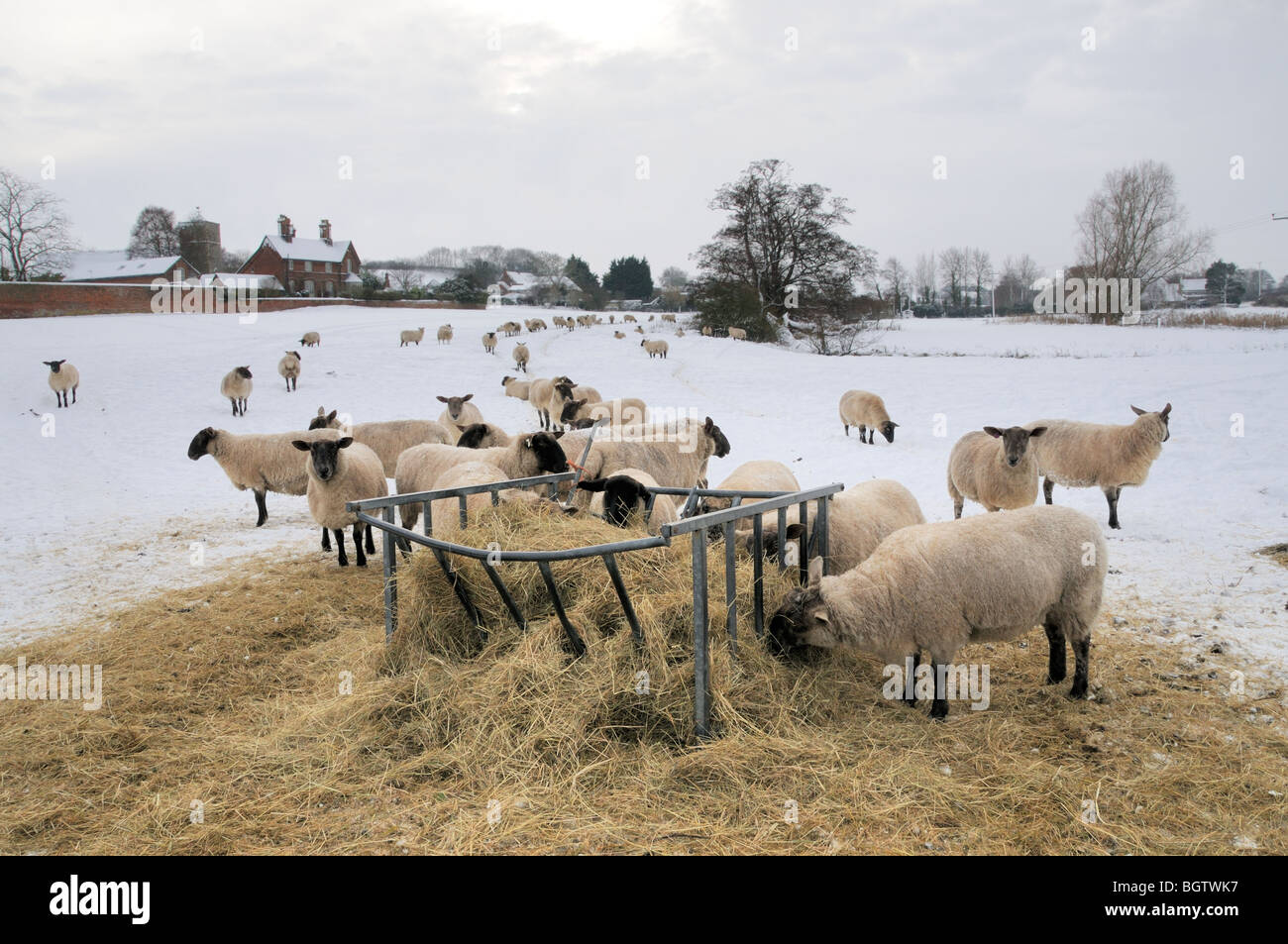 Snowy Winter landscape scene with sheep feeding on hay, houses and