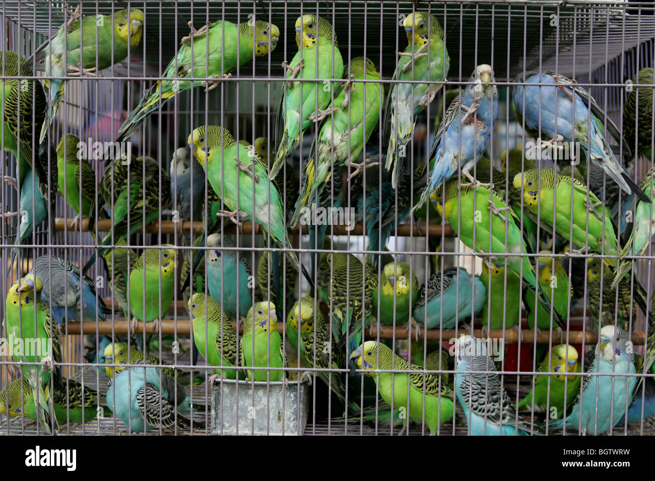 budgie shop