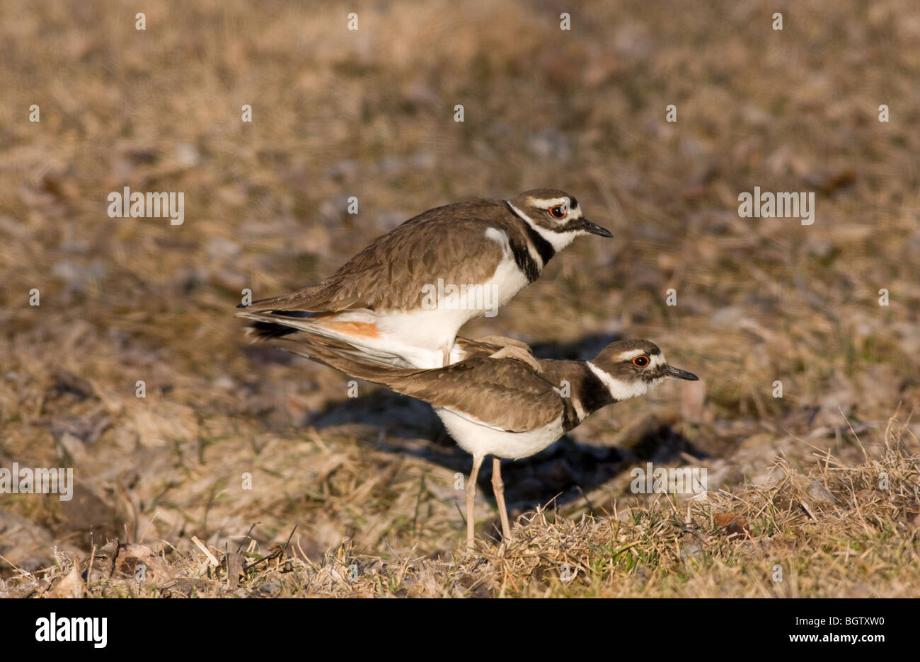 Medium size shorebird killdeer breeding habitat is open fields lawns hi