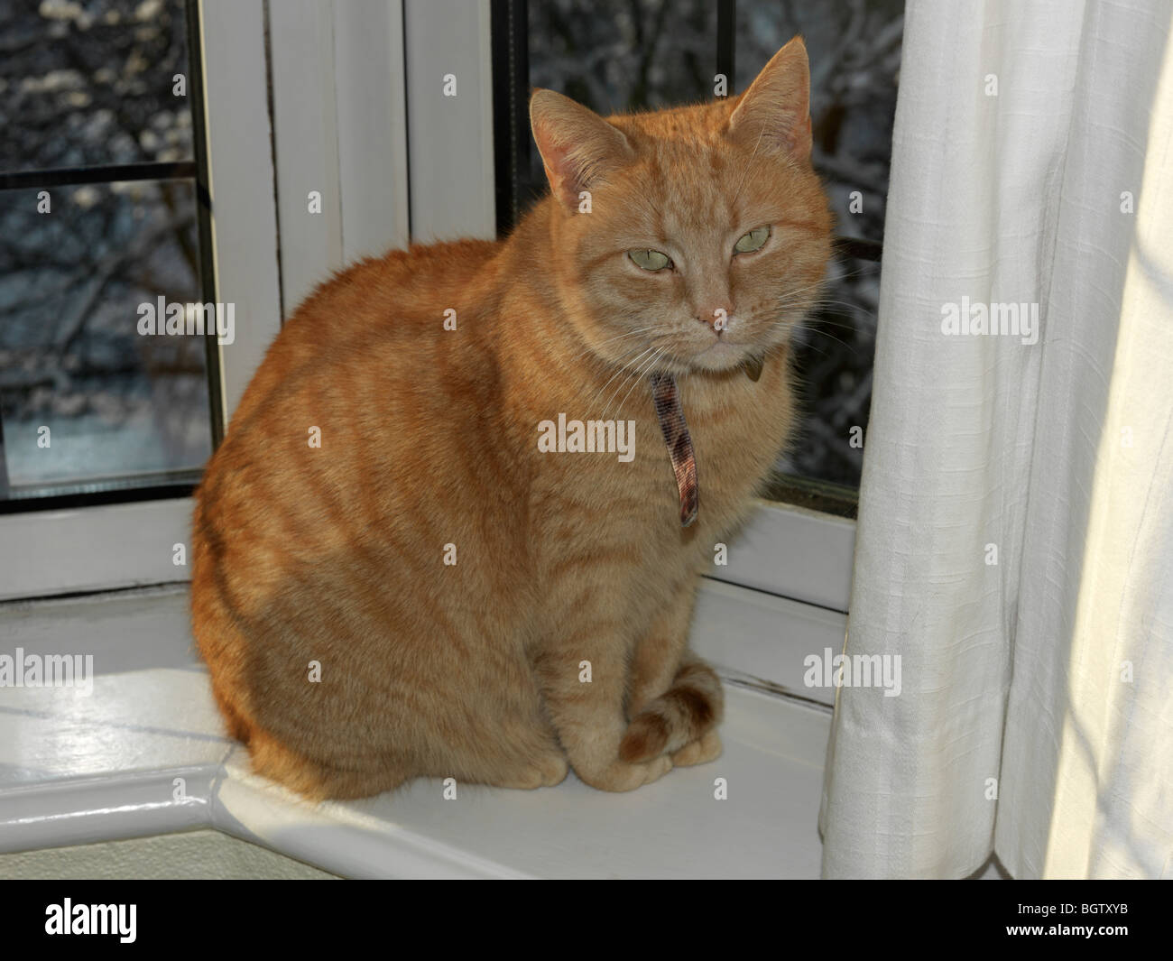 Ginger Female Cat Sitting on Windowsill Stock Photo Alamy