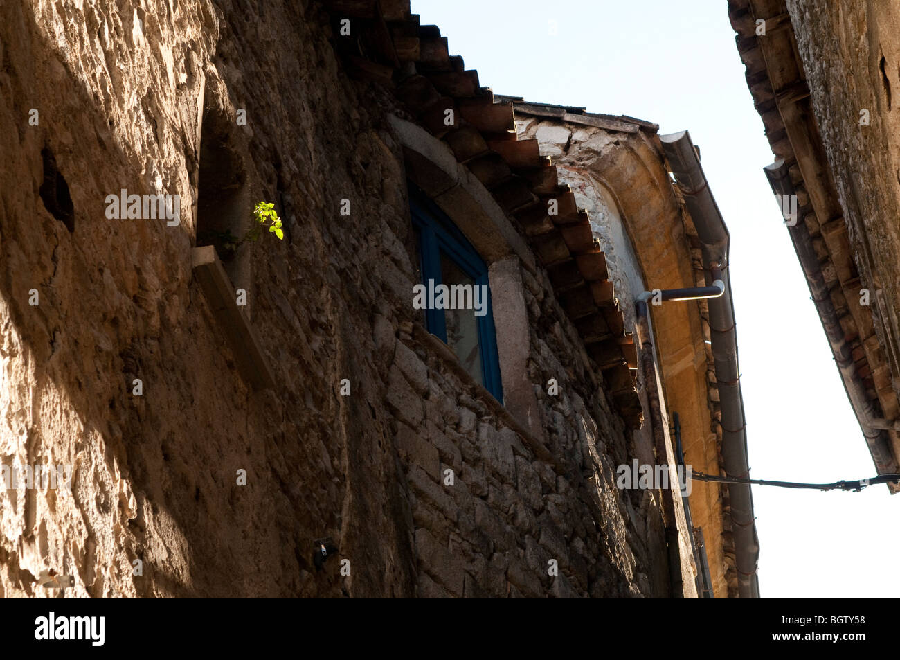 Plant lit by sun, Sauve, Gard, South of France Stock Photo Alamy