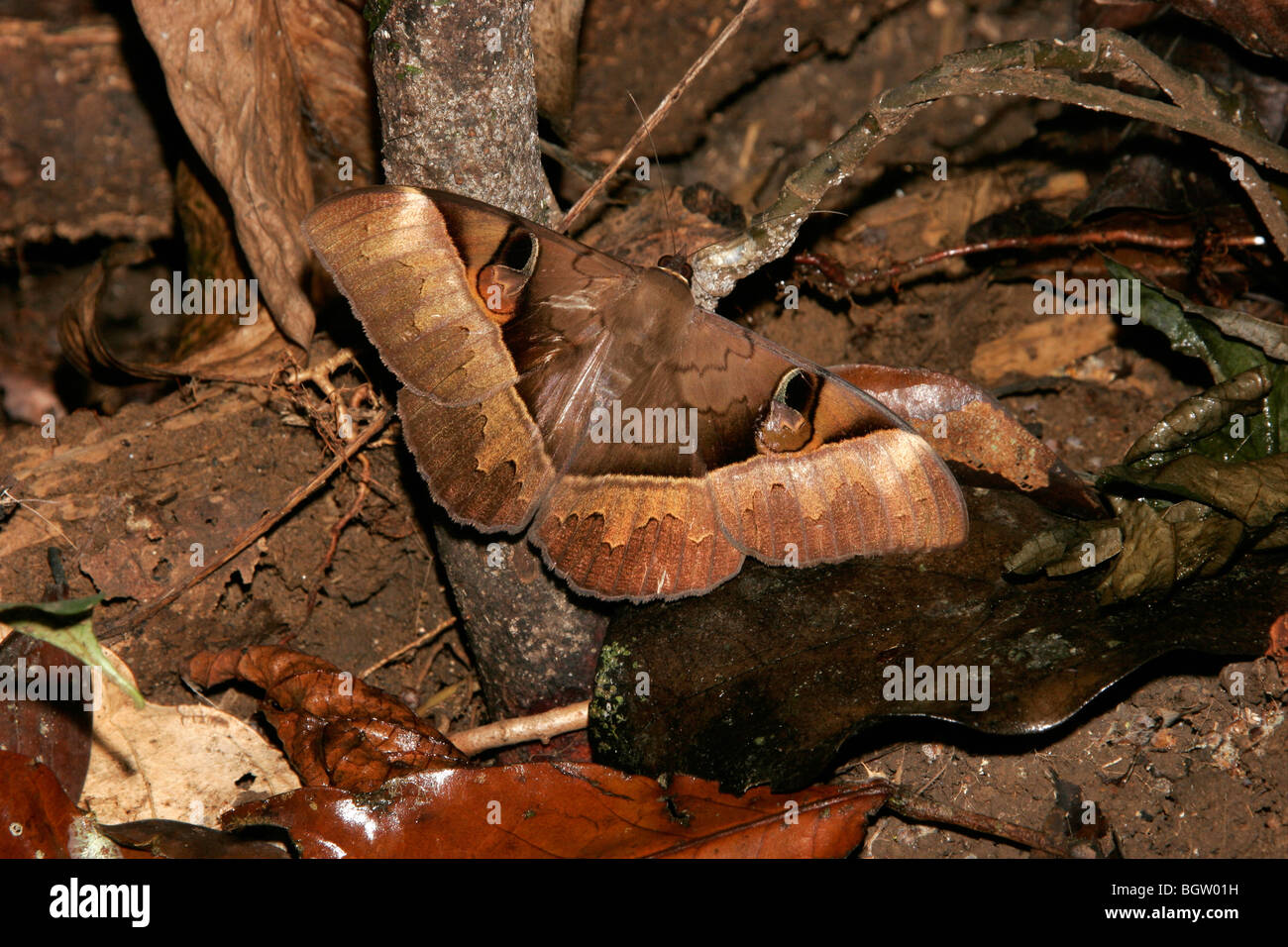 Dead-leaf moth (Noctuidae) on the rainforest floor in Cameroon. Stock Photo