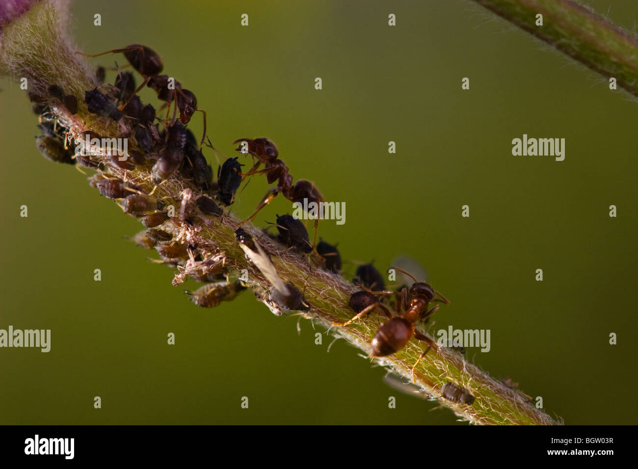 Garden Black Ants feeding on Honeydew left by aphids Stock Photo