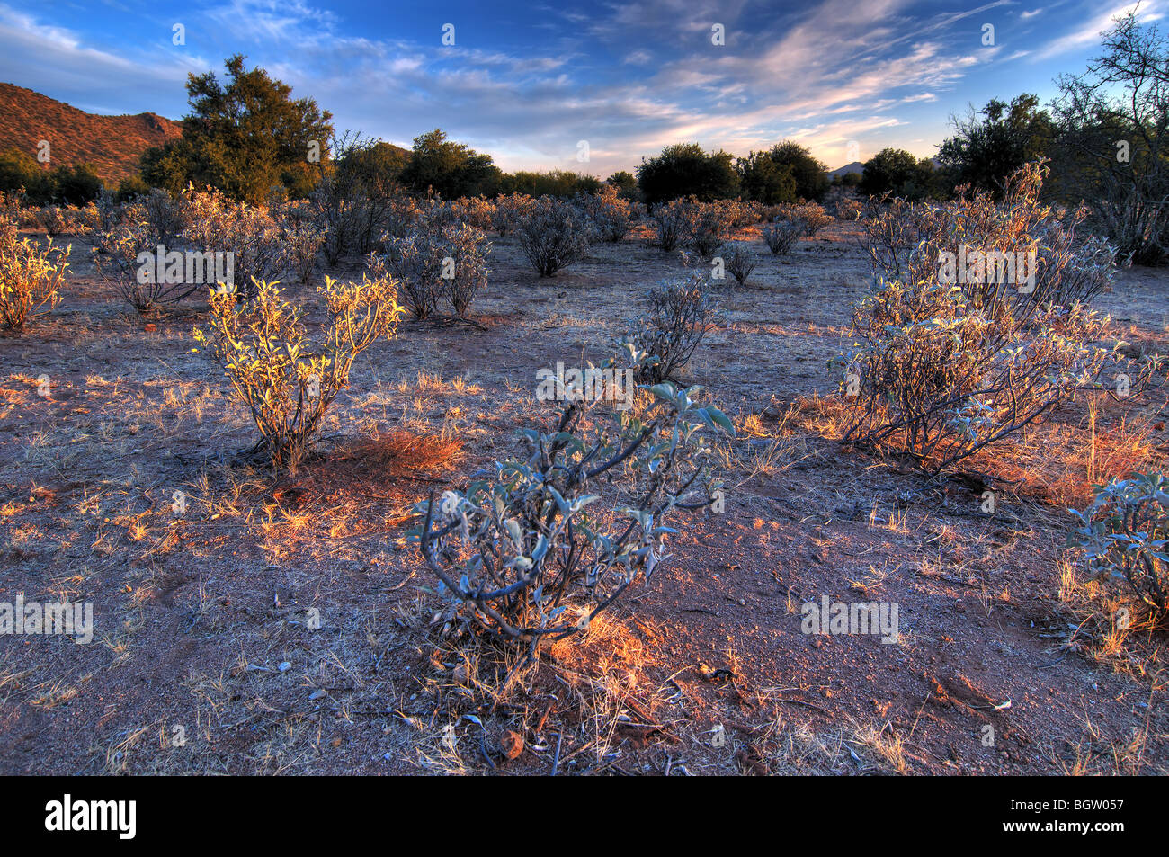 Sonora desert mexico hires stock photography and images Alamy