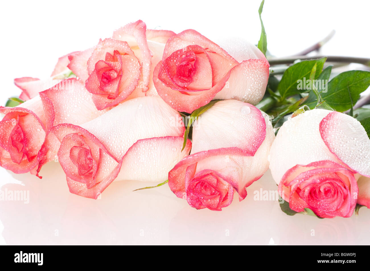 Beautiful red roses Stock Photo - Alamy