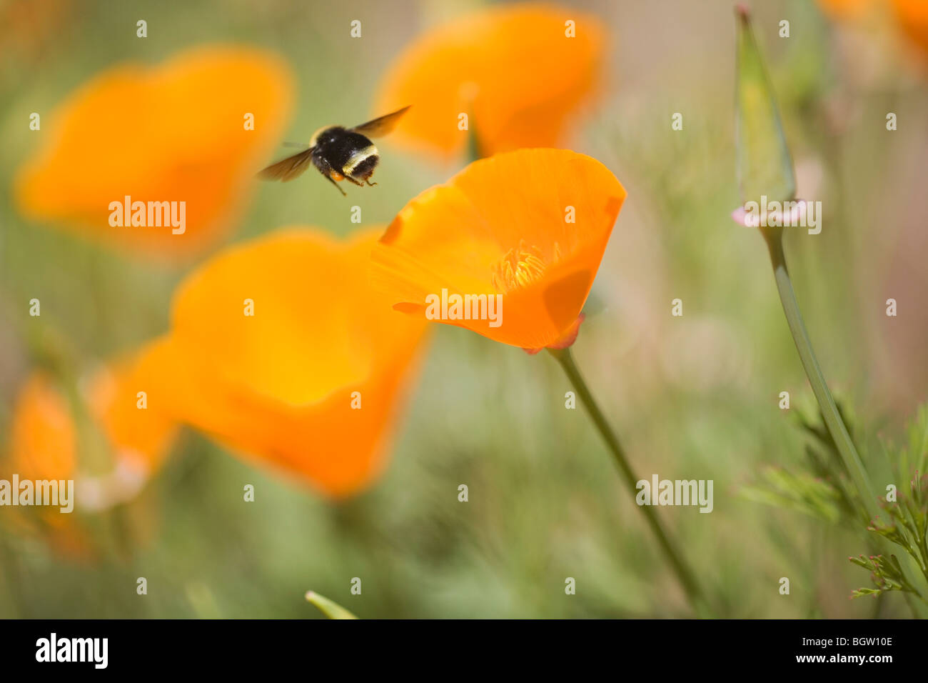 Bee buzzing over flowers Stock Photo Alamy