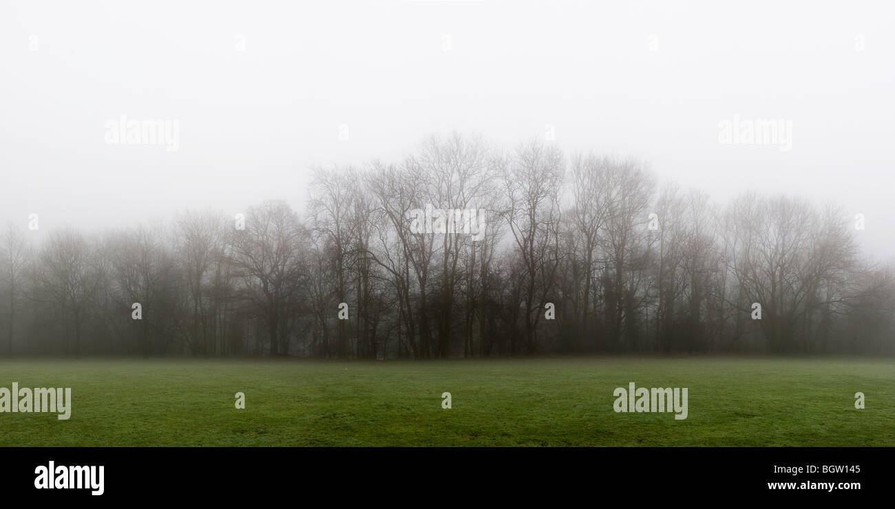 Mist shrouded trees hi-res stock photography and images - Alamy