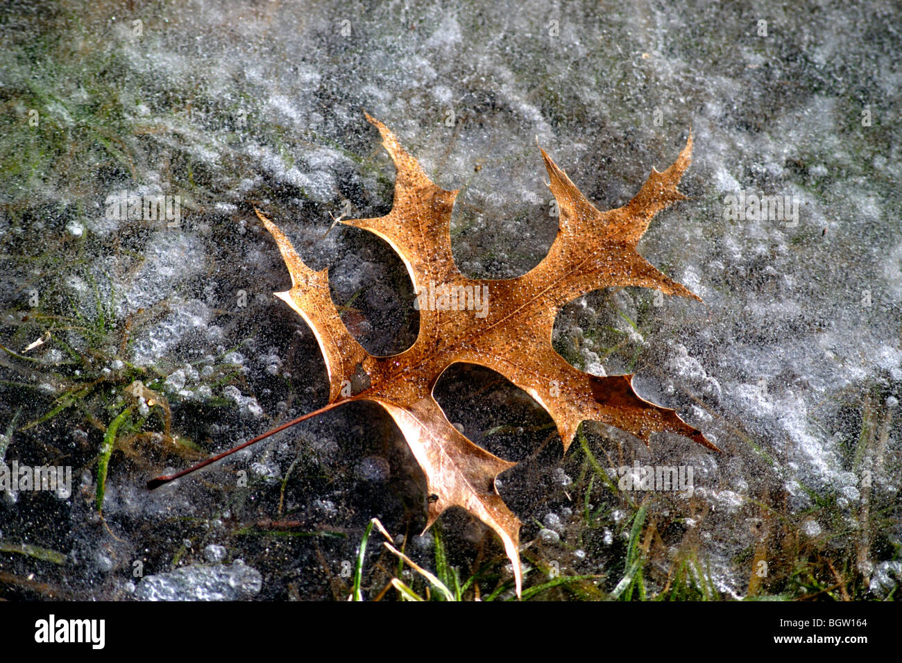 Oak leaf frozen in ice Stock Photo - Alamy