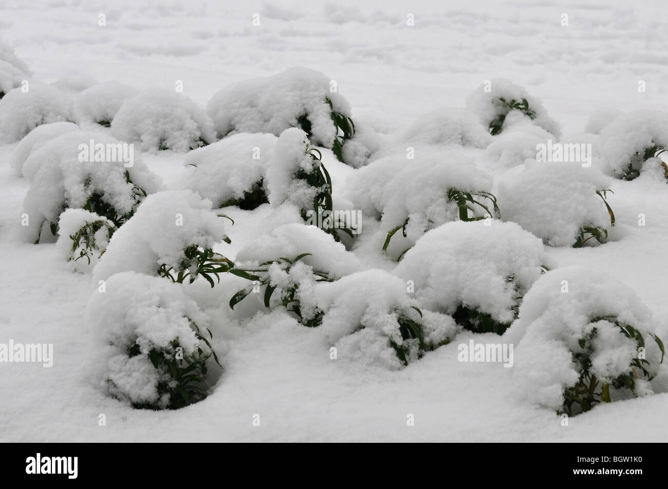 Wallflower plants covered in snow, UK Stock Photo