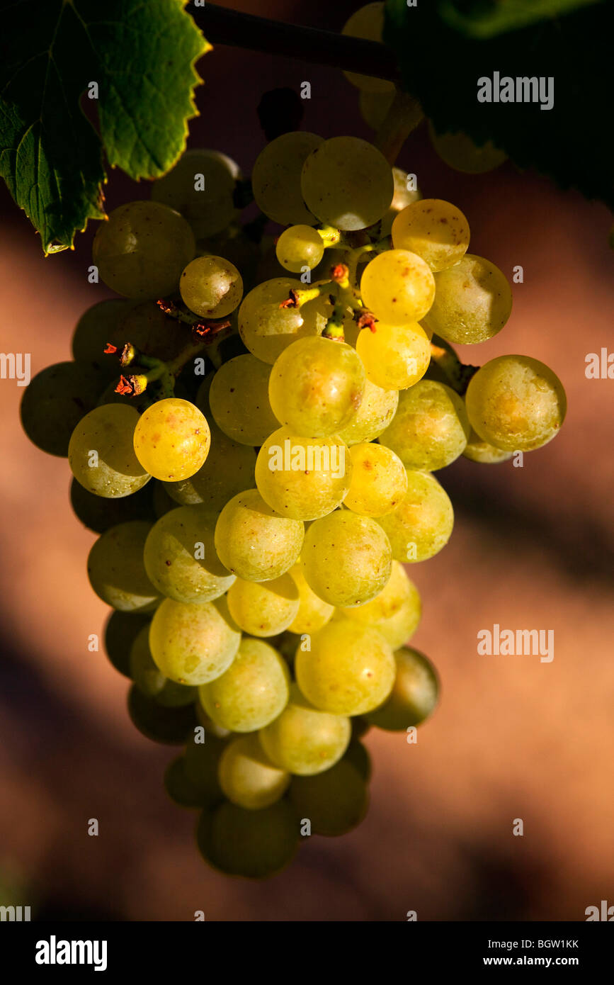 Light grapes on the vine Stock Photo