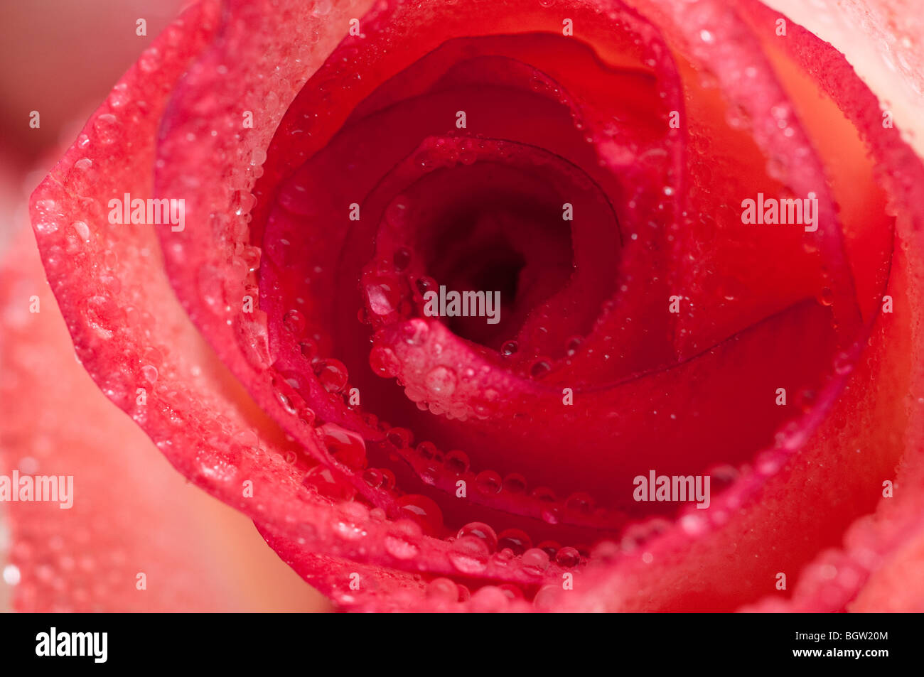 Beautiful red roses Stock Photo - Alamy