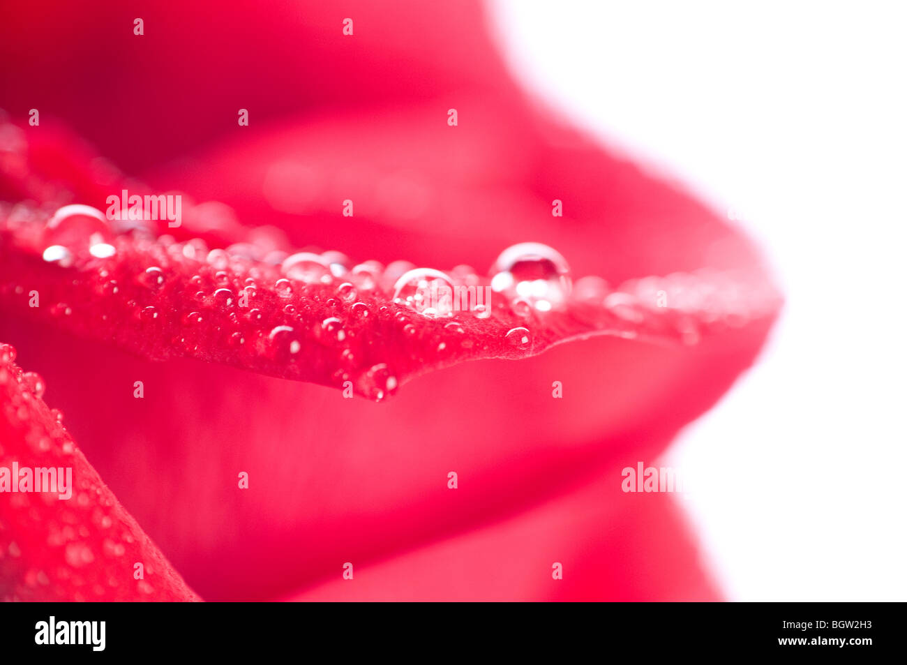 Petals of roses with water drops Stock Photo - Alamy