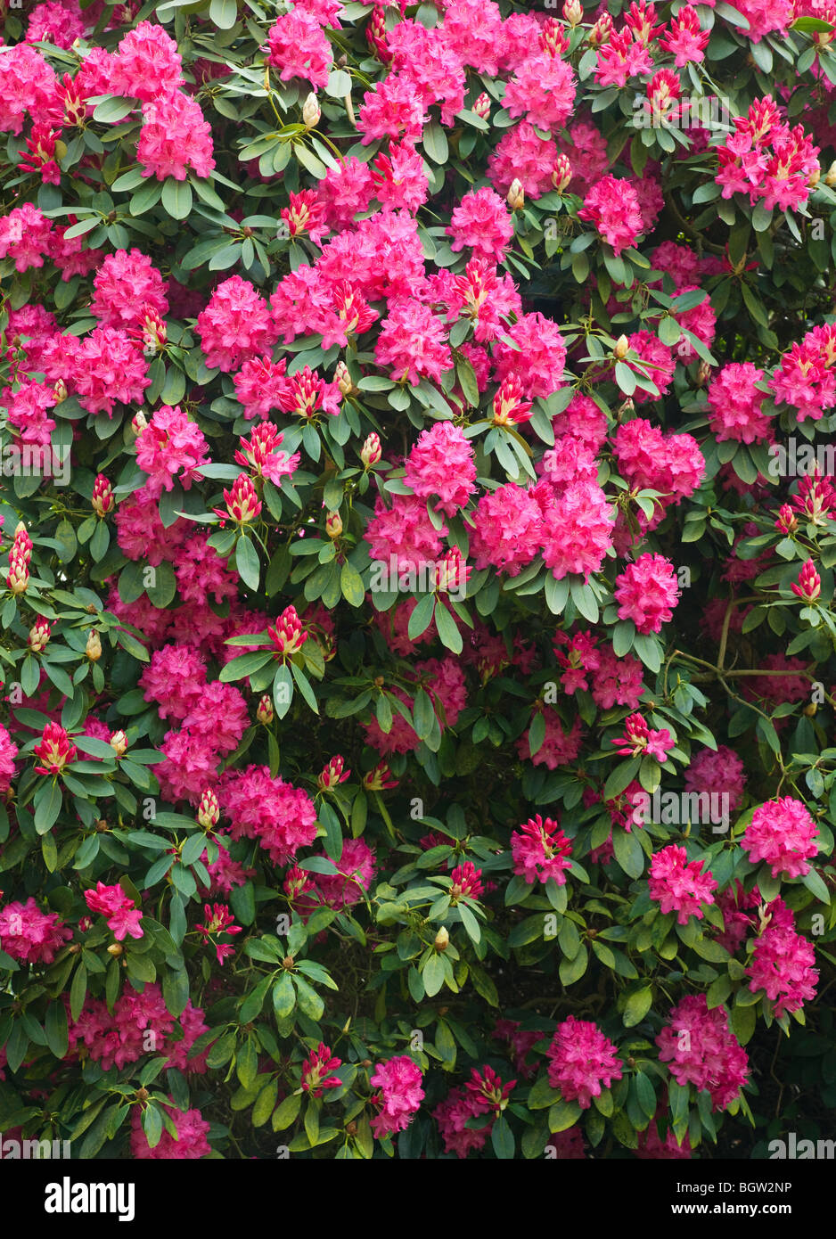 Rhododendron flowers in spring, UK Stock Photo - Alamy