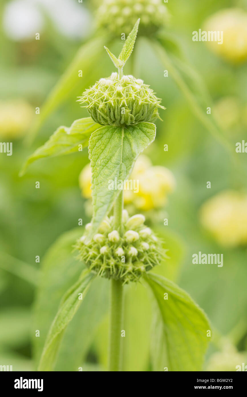 Plants about to bloom Stock Photo