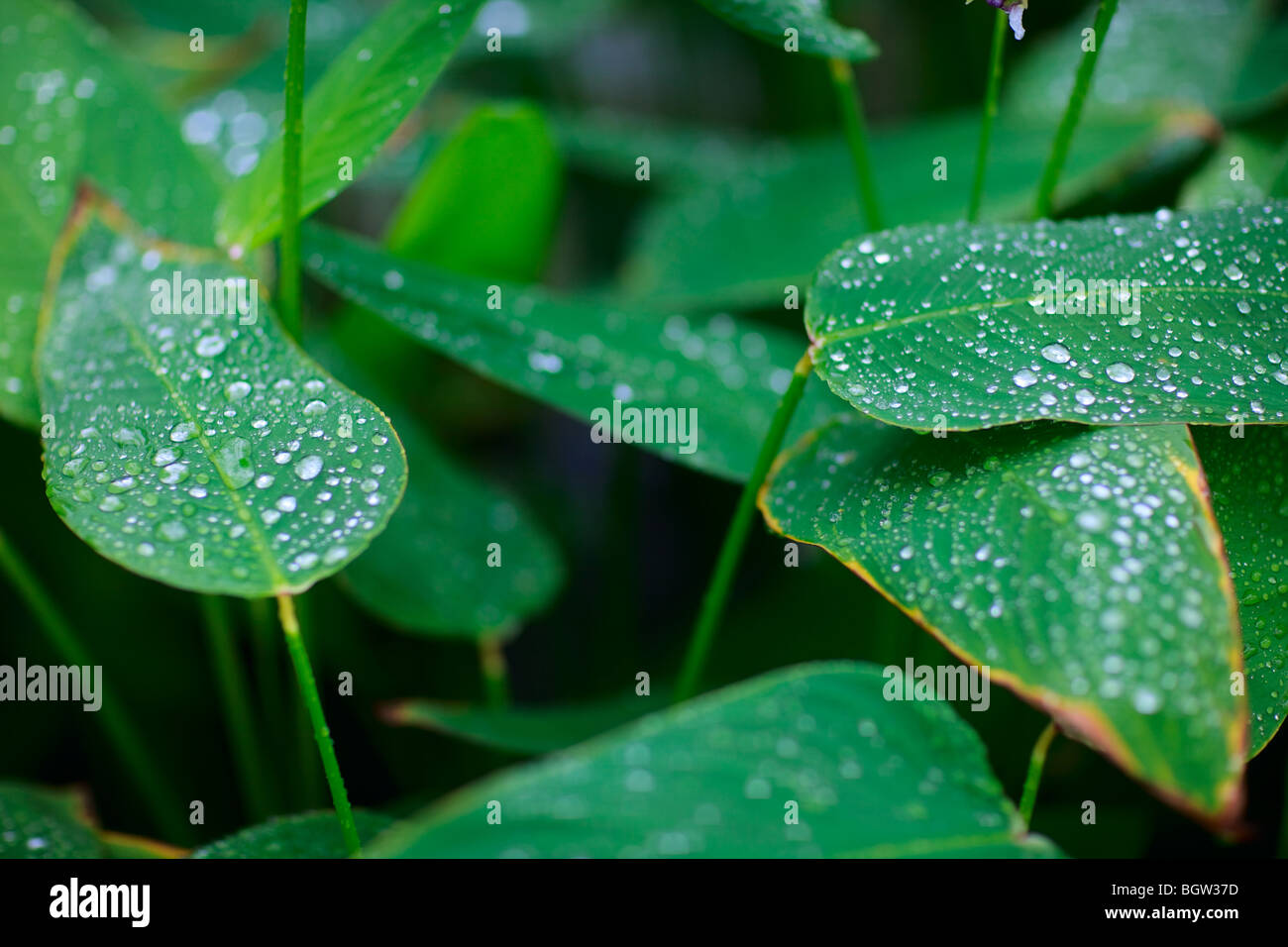 Green plant leaves water drops hi-res stock photography and images - Alamy