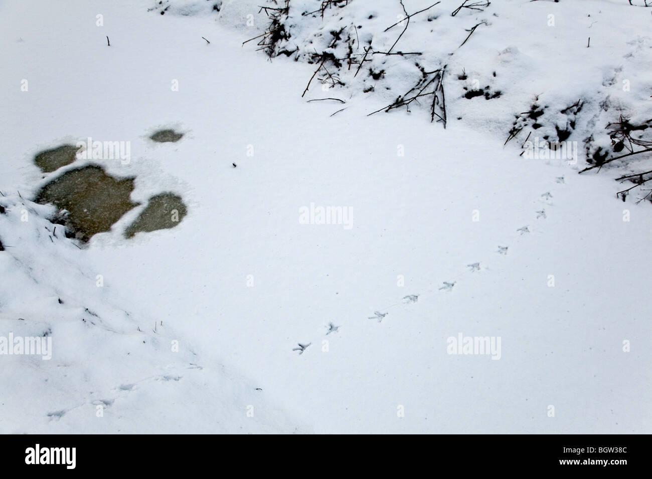 Pheasant tracks in snow hi-res stock photography and images - Alamy