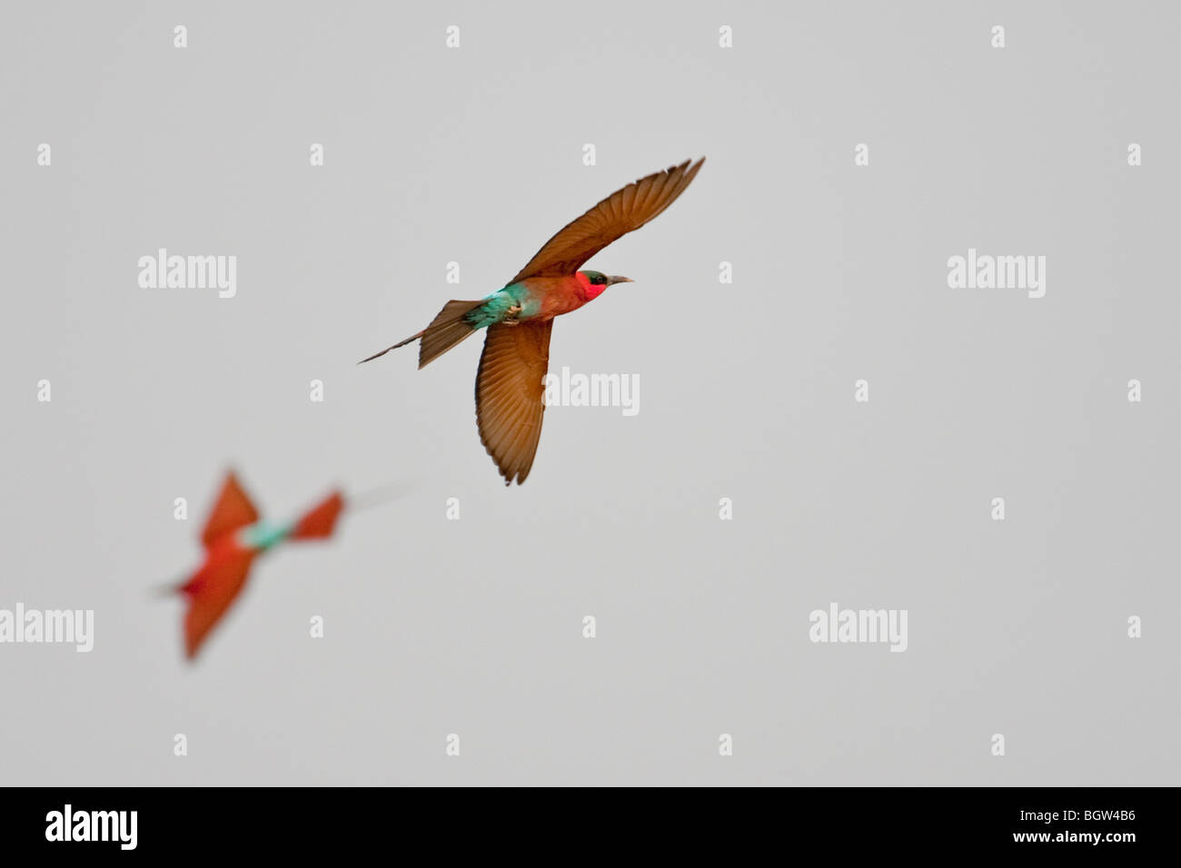 Namibias national animal hi-res stock photography and images - Alamy