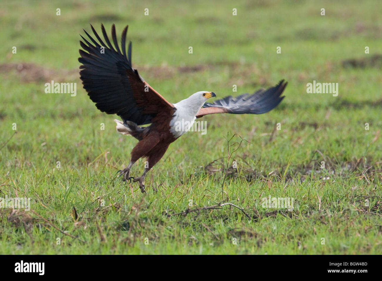 African fish eagle in flight. The photo was taken in Botswana's Chobe ...
