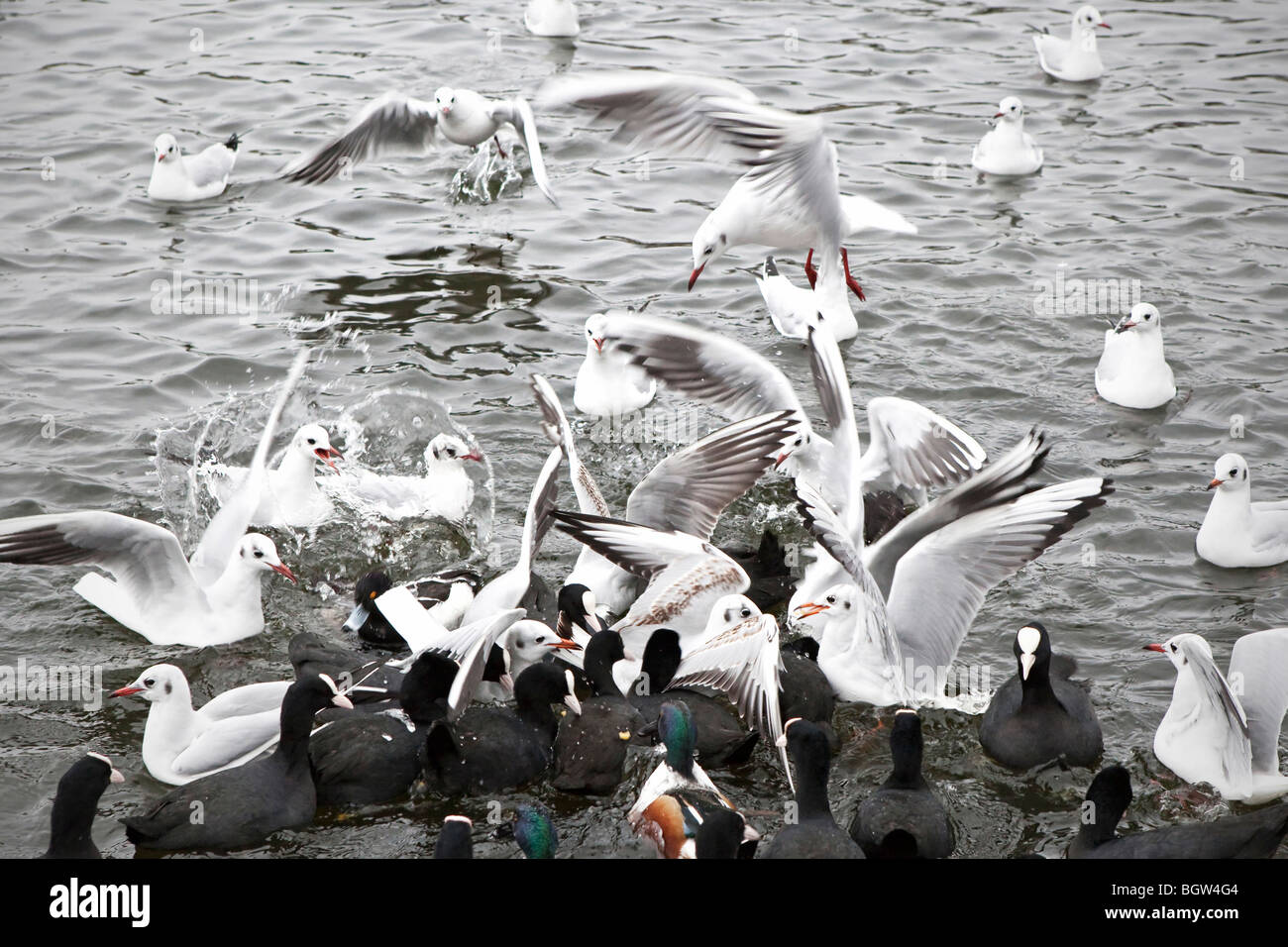 Ducks and seagulls feeding Stock Photo