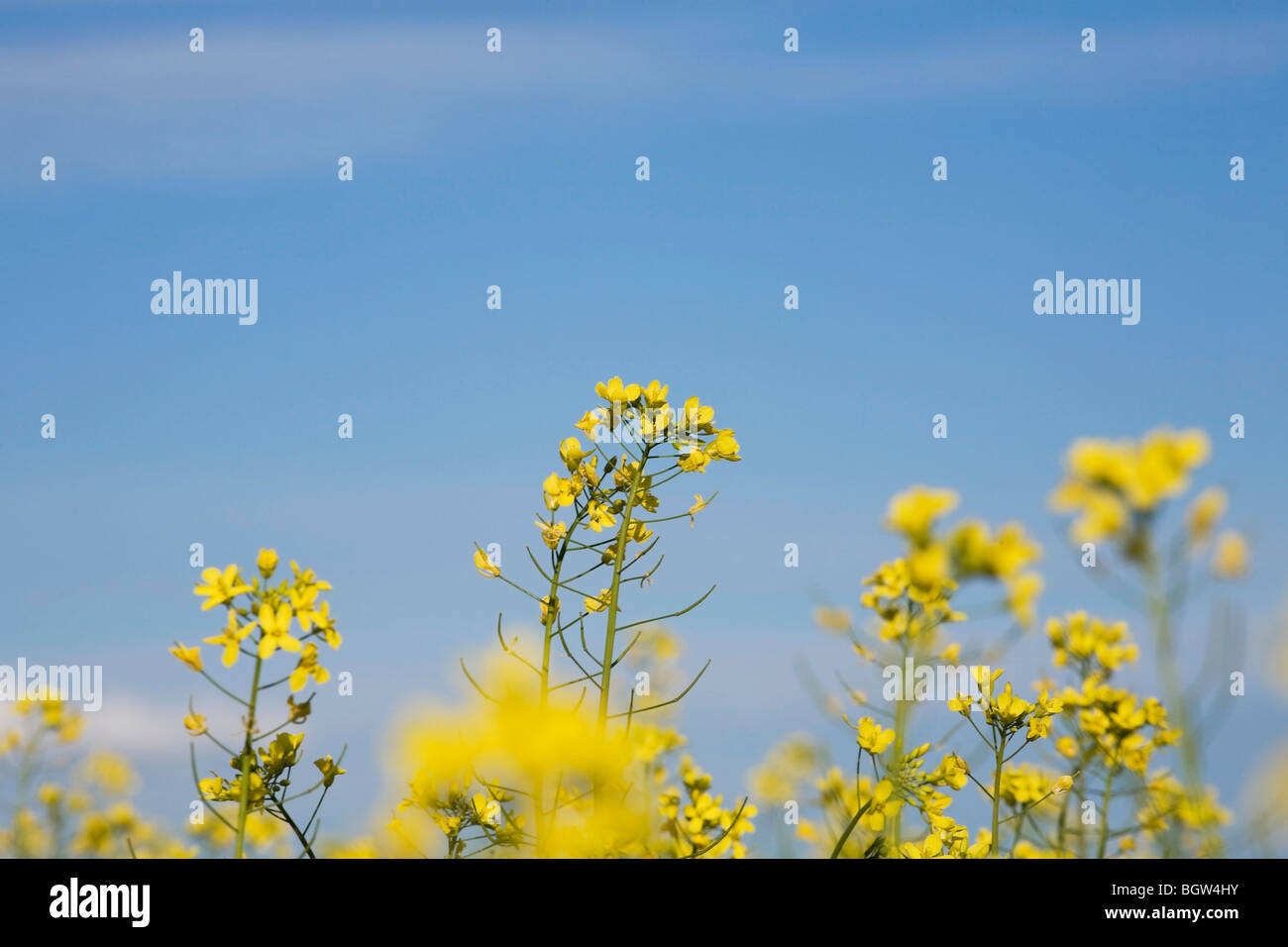 Canola seeds hires stock photography and images Alamy