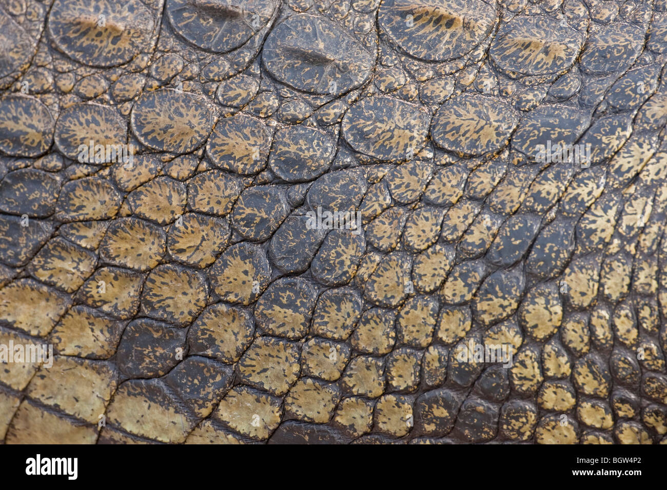 Macro photo of the scales of a nile crocodile. The photo was taken in Botswana's Chobe national park. Stock Photo