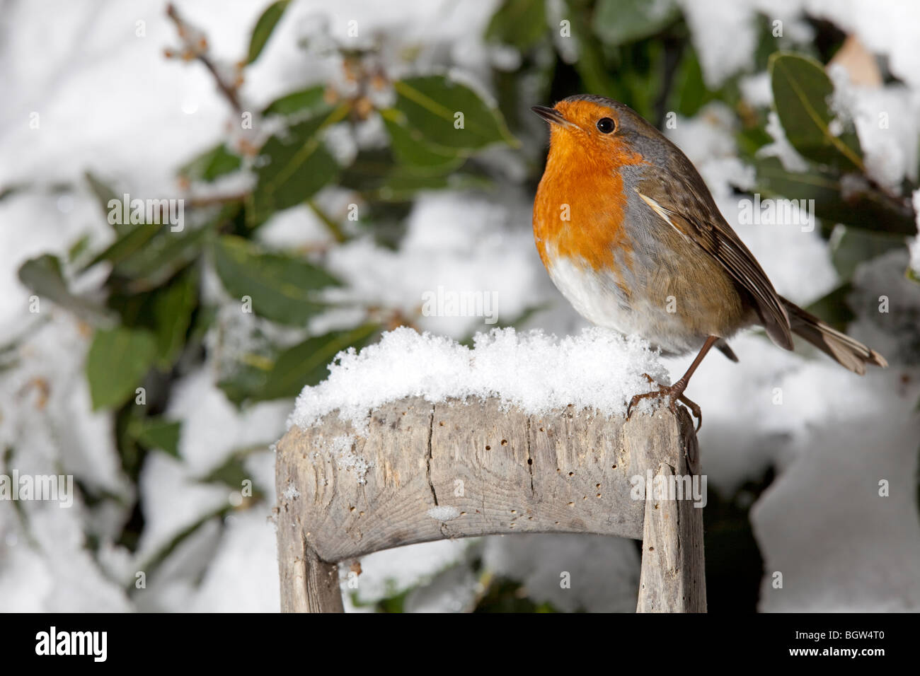 European robin Erithacus rubecula perched on spade handle in snow Cotswolds UK Stock Photo