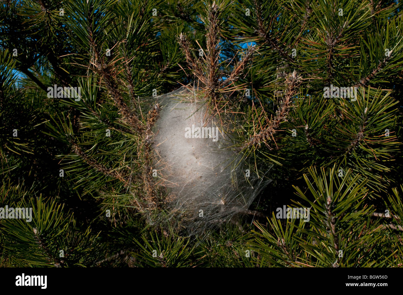Caterpillar cocoon tree hi-res stock photography and images - Alamy