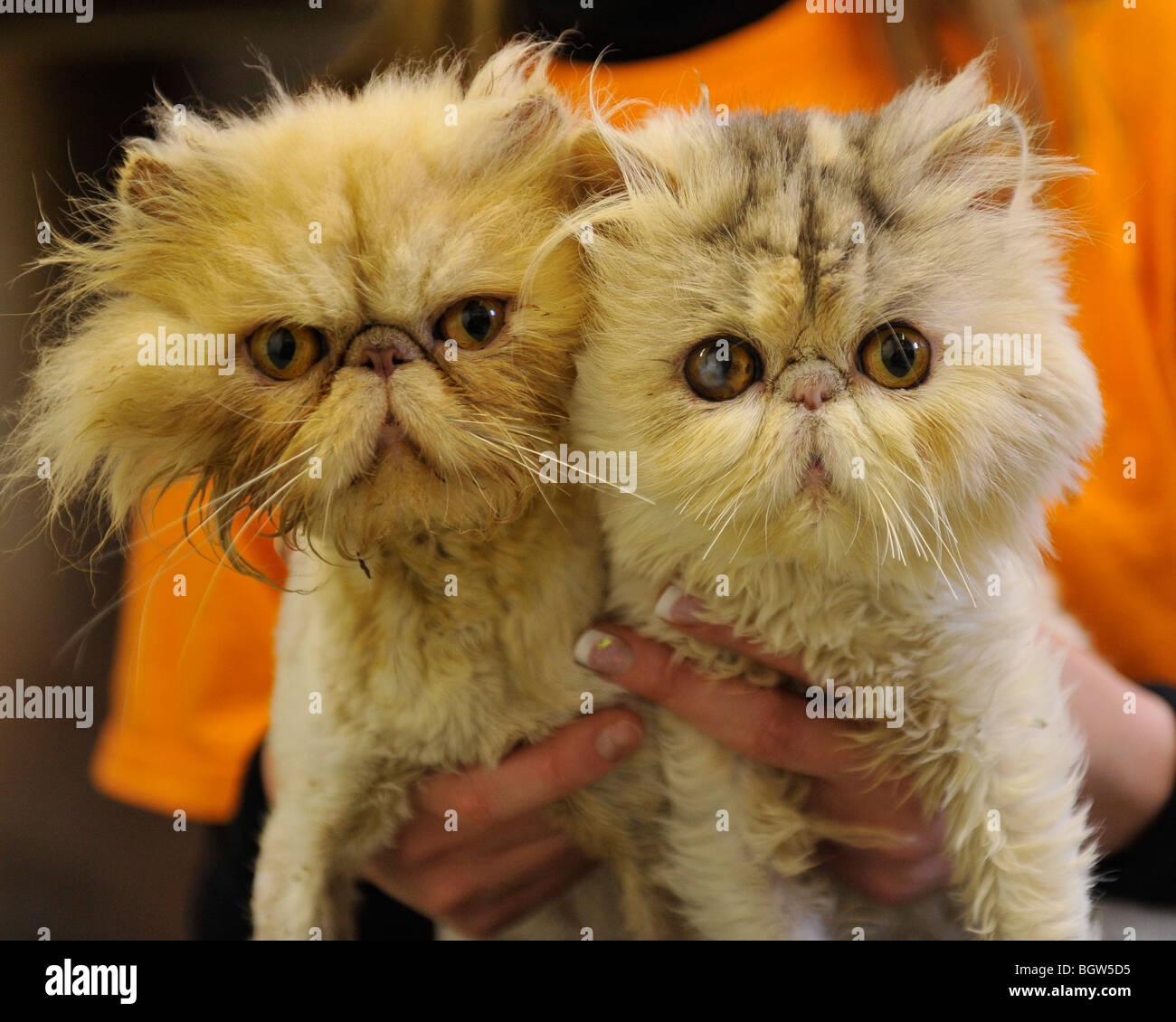 shaved persian cats in rescue centre Stock Photo