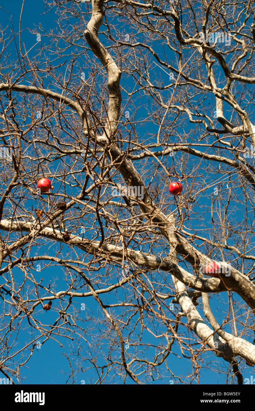Last pomegranates on the tree in winter, South of France Stock Photo