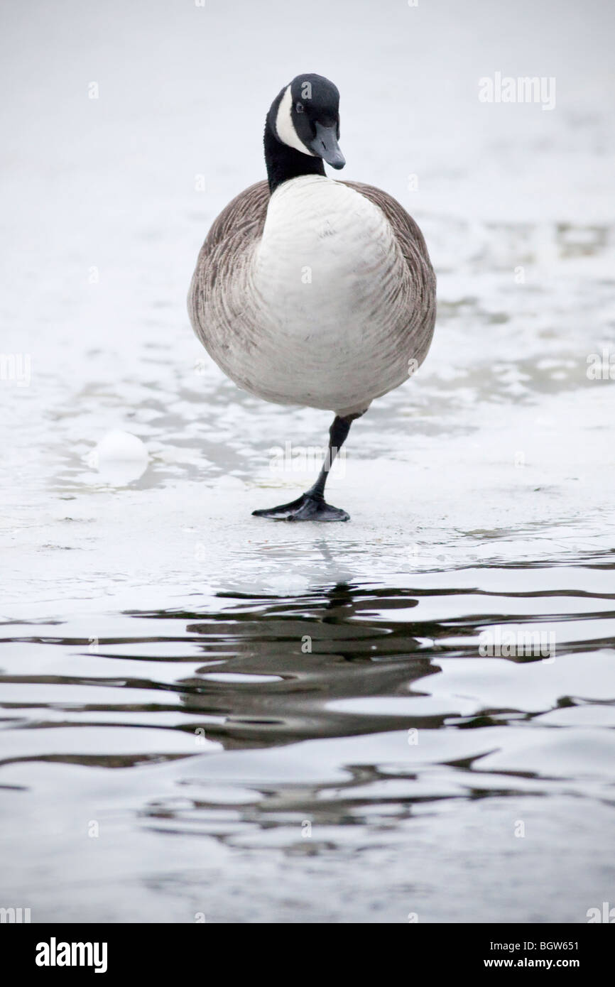 Goose walking on an ice covered pond in winter Stock Photo