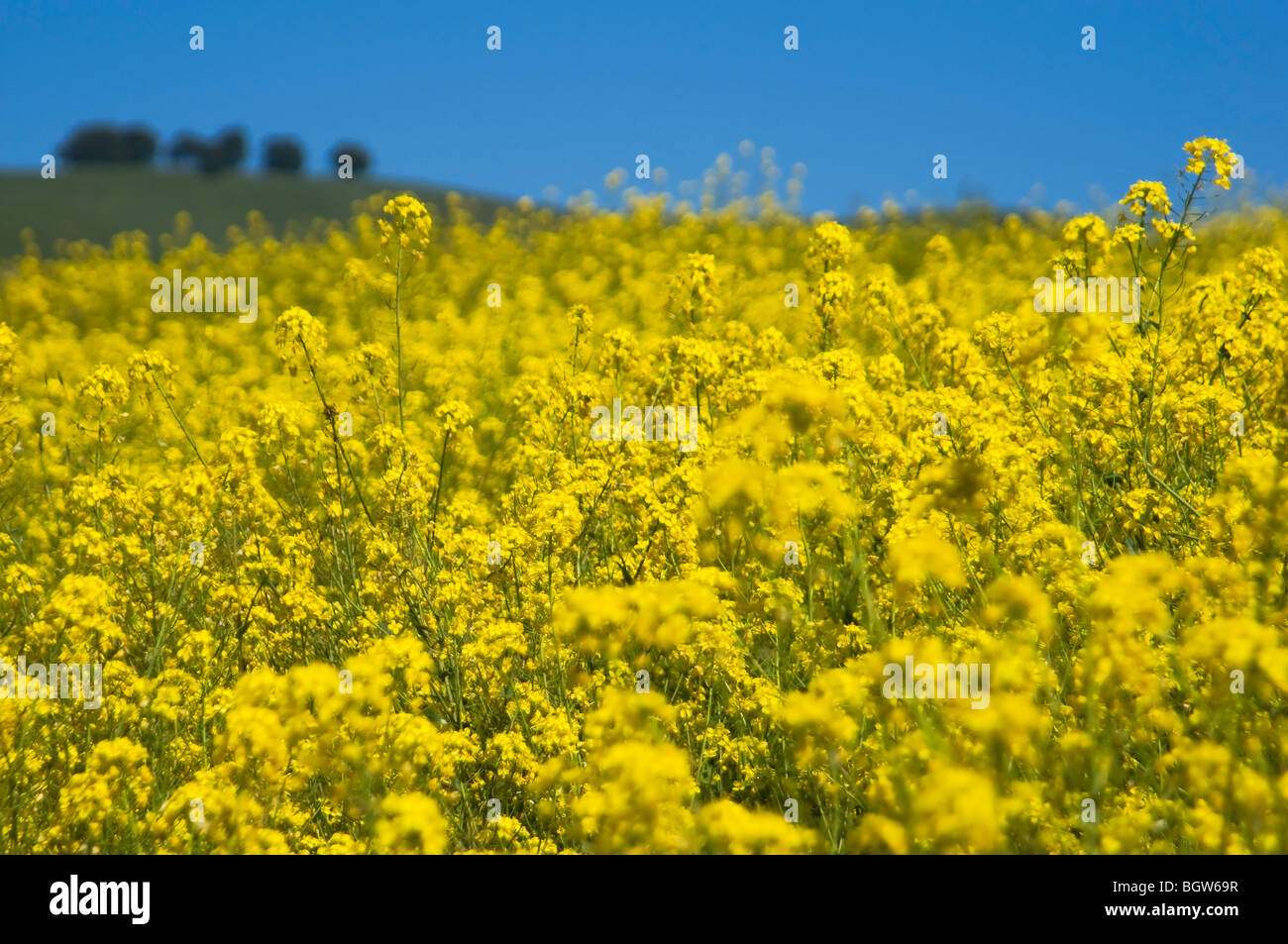 A field of yellow mustard flowers in wine country near Napa Valley in