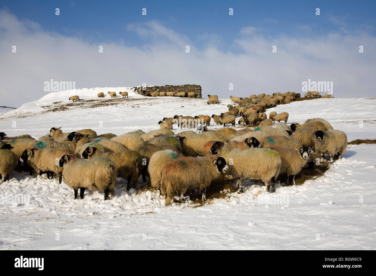 Sheep grazing on Winter Hay fodder as a result of heavy snow near Cray, Upper Wharfedale, Yorkshire Dales National Park, UK 2009 Stock Photo
