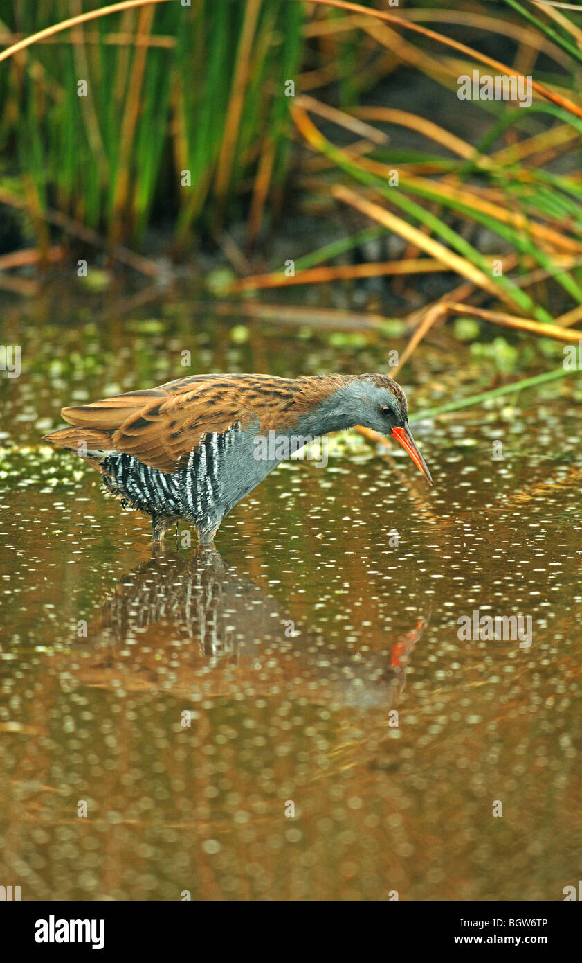 Reed bed bird species hi-res stock photography and images - Alamy