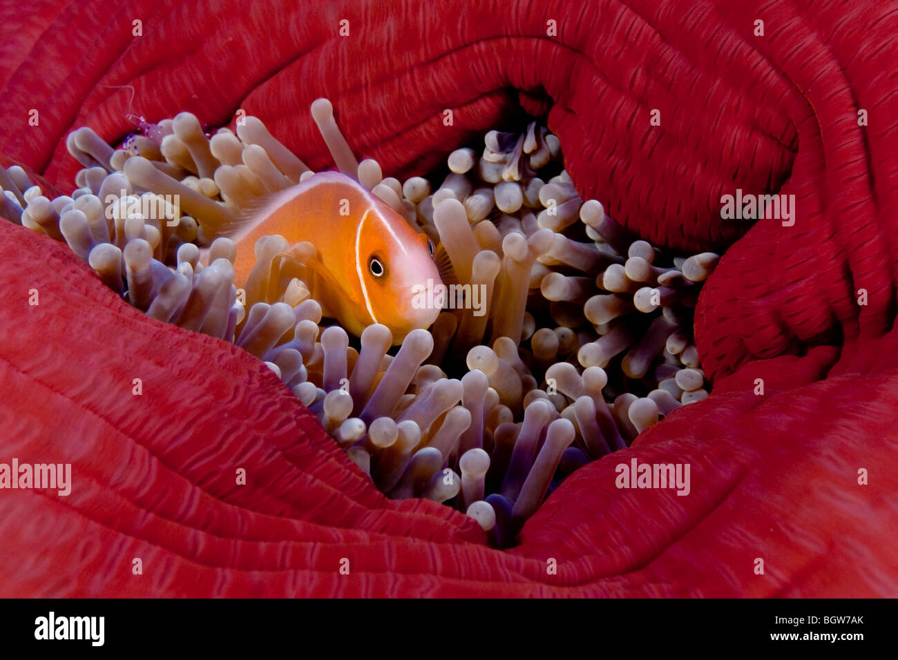 Anemone fish inside of an anemone, Palau, coral reef, tropical reef, colorful, Micronesia, ocean, sea, scuba, diving, sea life Stock Photo